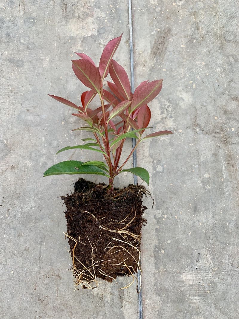 PHOTINIA X FRASERI ROBUSTA COMPACTA