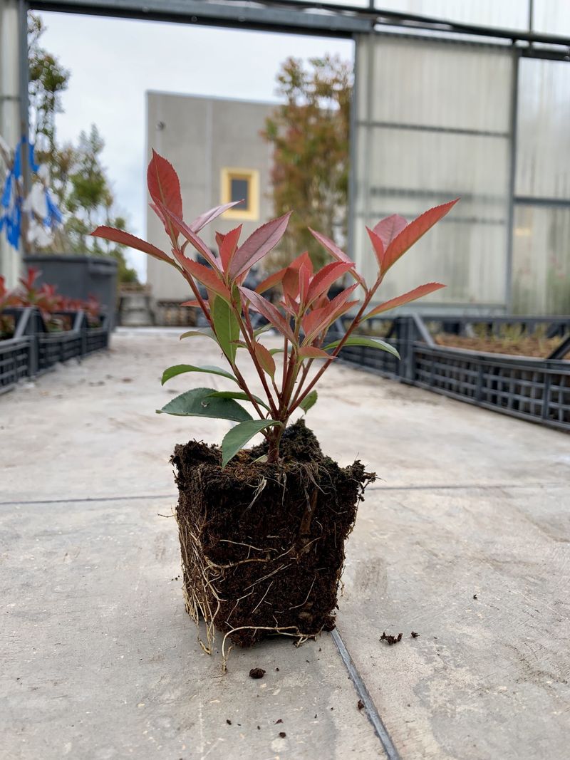 PHOTINIA X FRASERI ROBUSTA COMPACTA