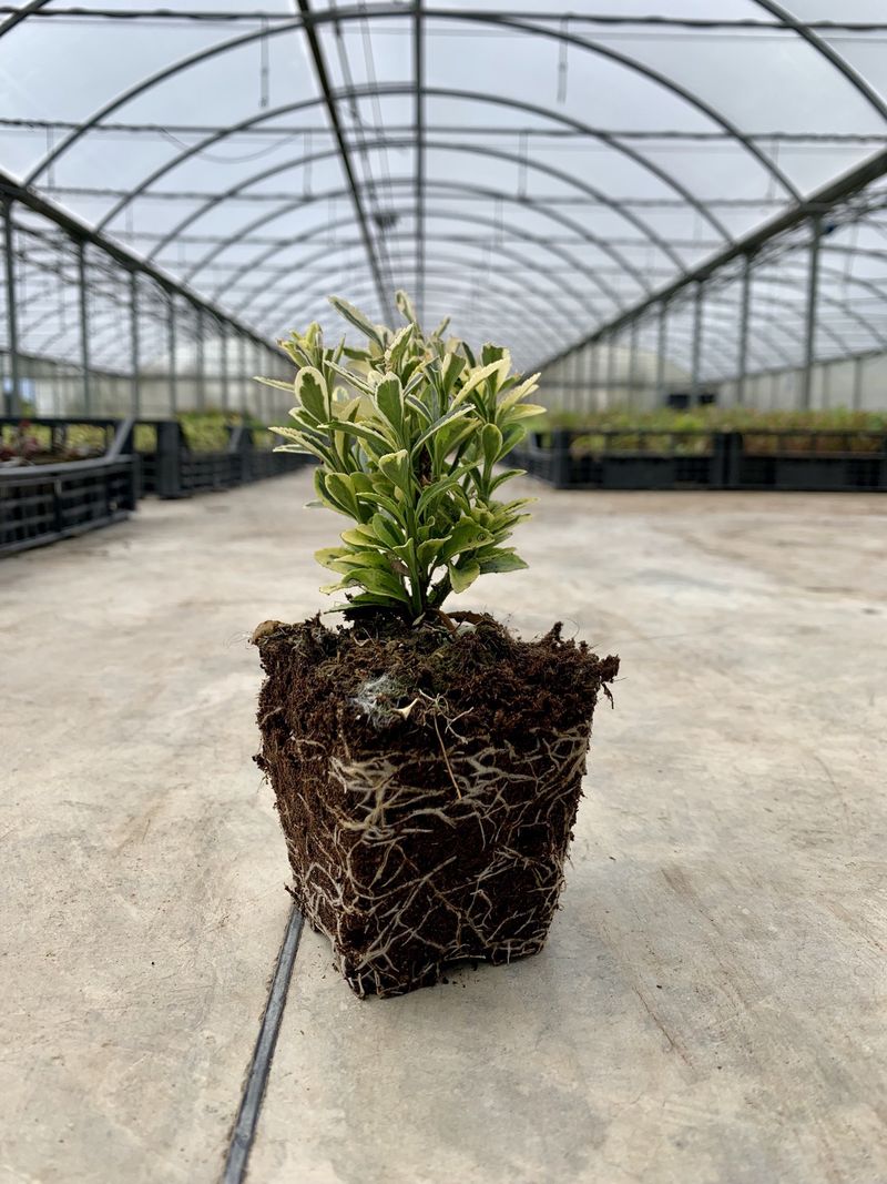 euonymus jap. microphyllus aurgenteovariegato