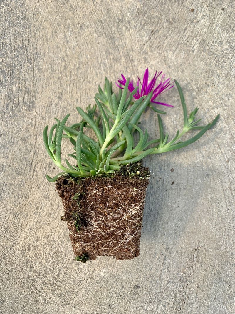 DELOSPERMA COOPERI