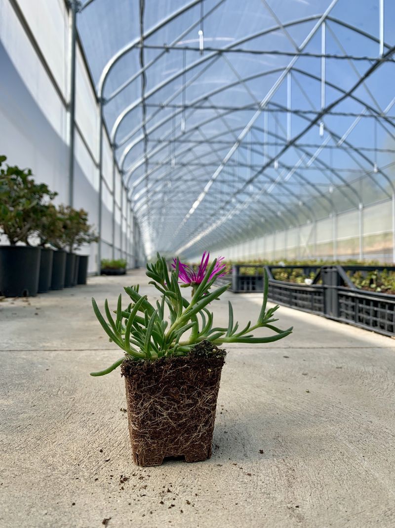 DELOSPERMA COOPERI