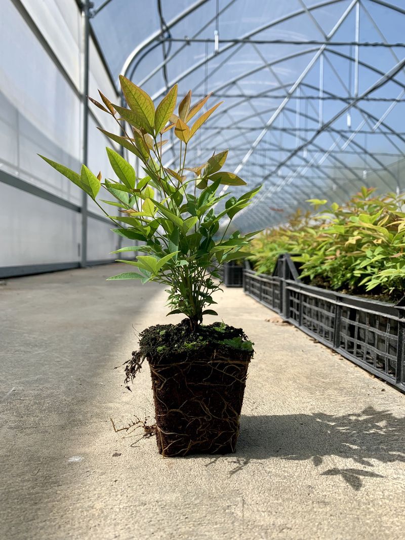 NANDINA DOMESTICA