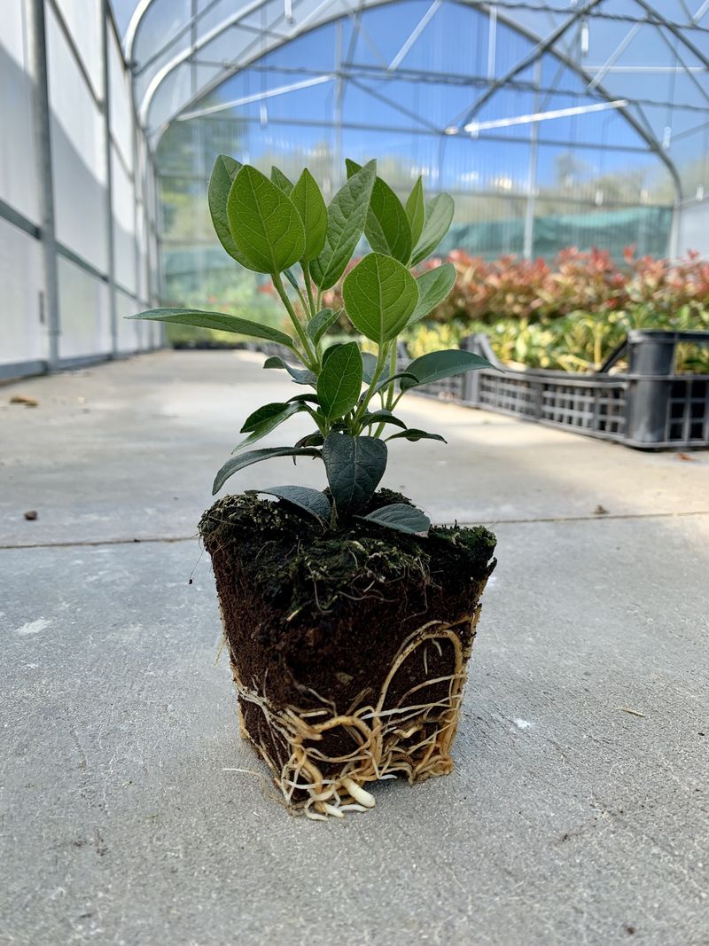 FEIJOA SELLOWIANA