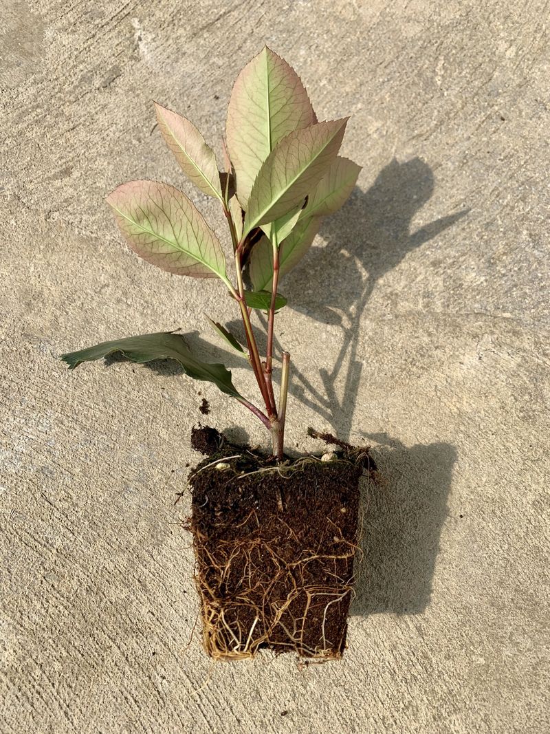 PHOTINIA X FRASERI RED ROBIN