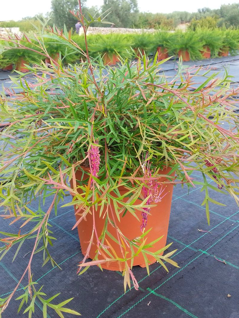 grevillea bronze rambler