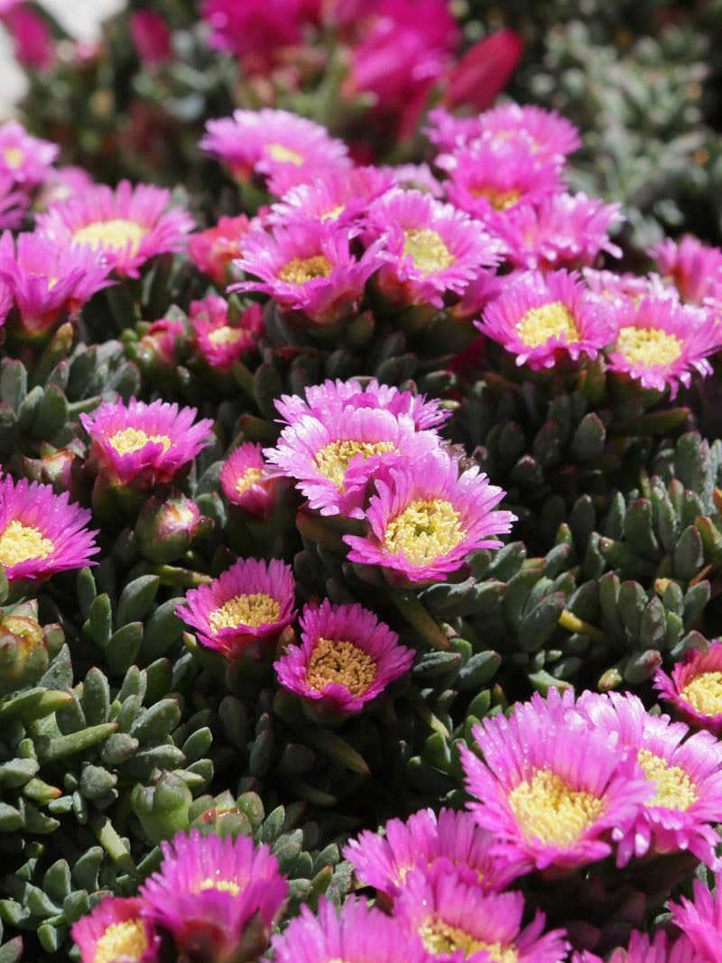 DELOSPERMA ABERDEENENSE