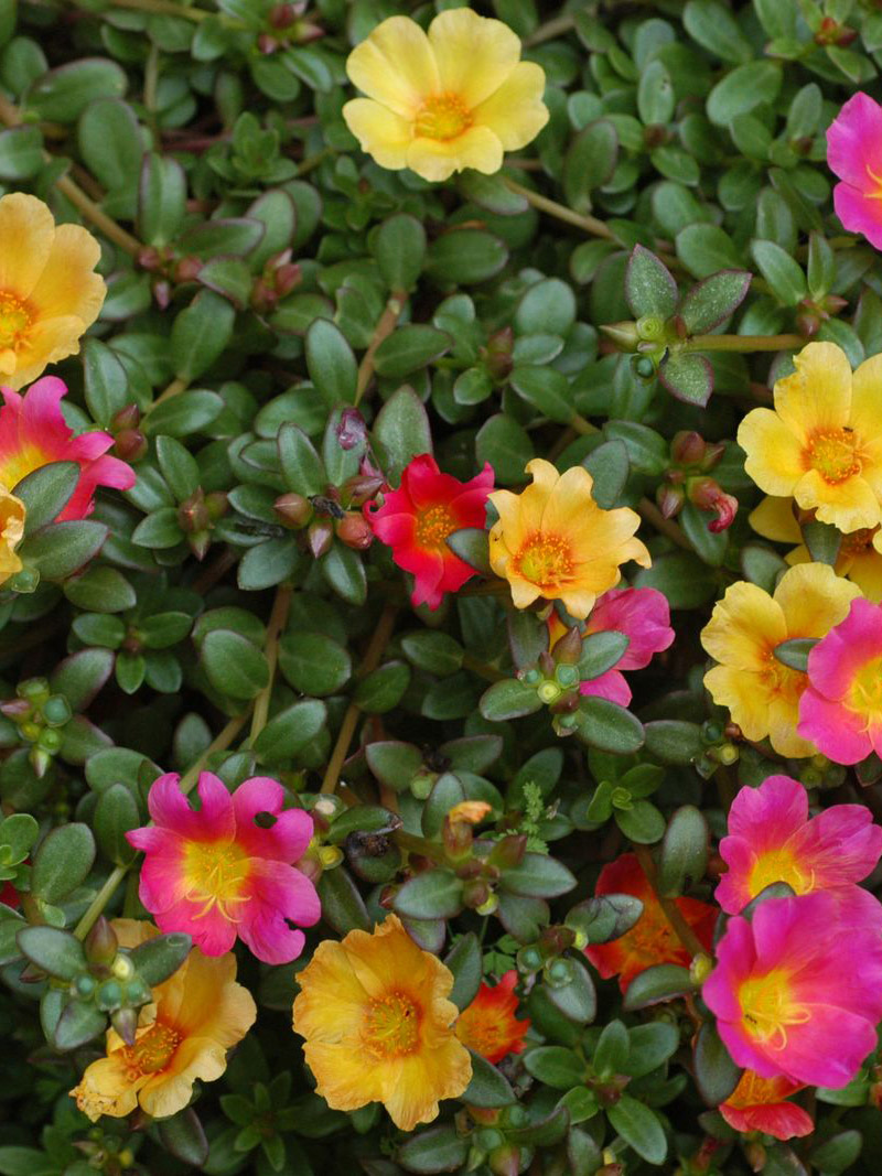 portulaca