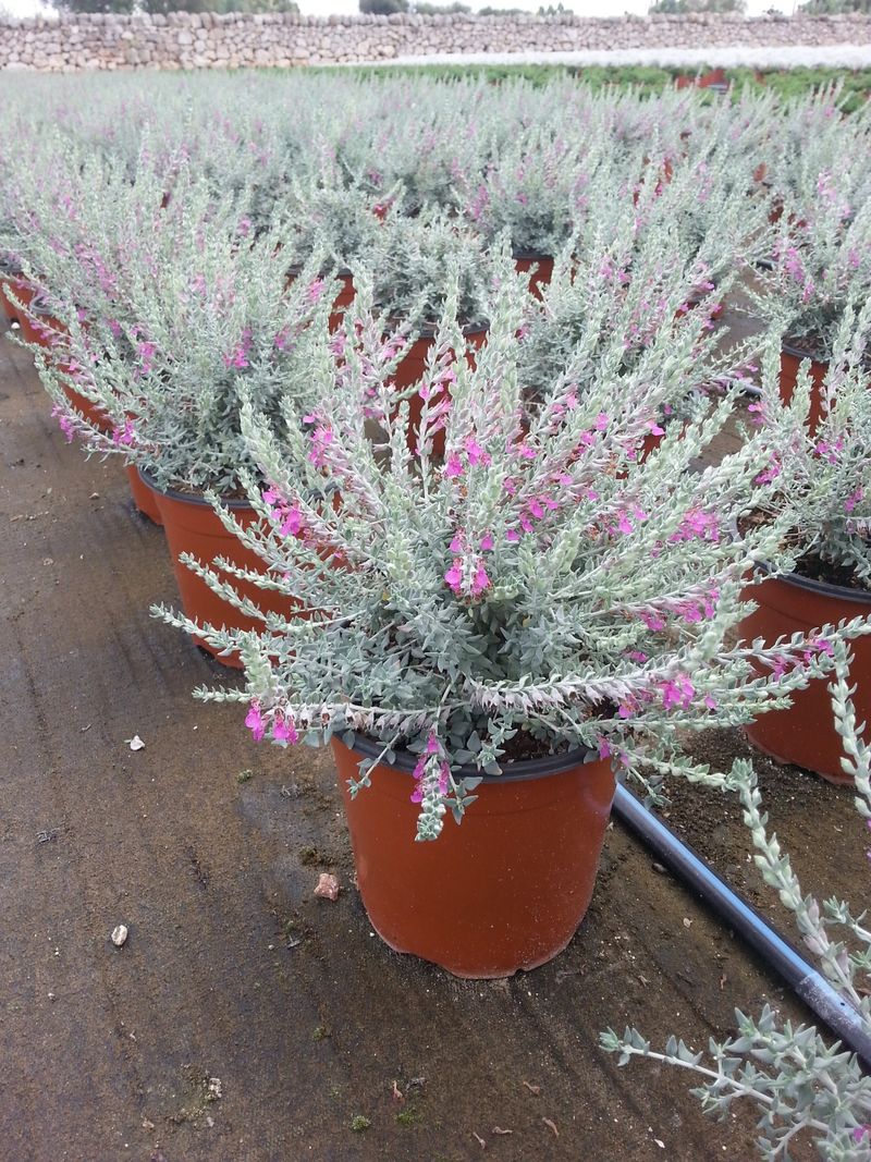 TEUCRIUM MARUM