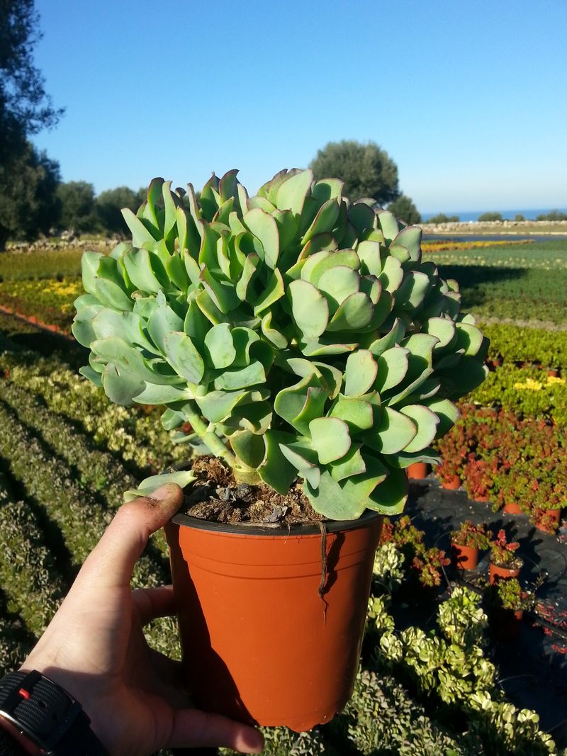 crassula argentea