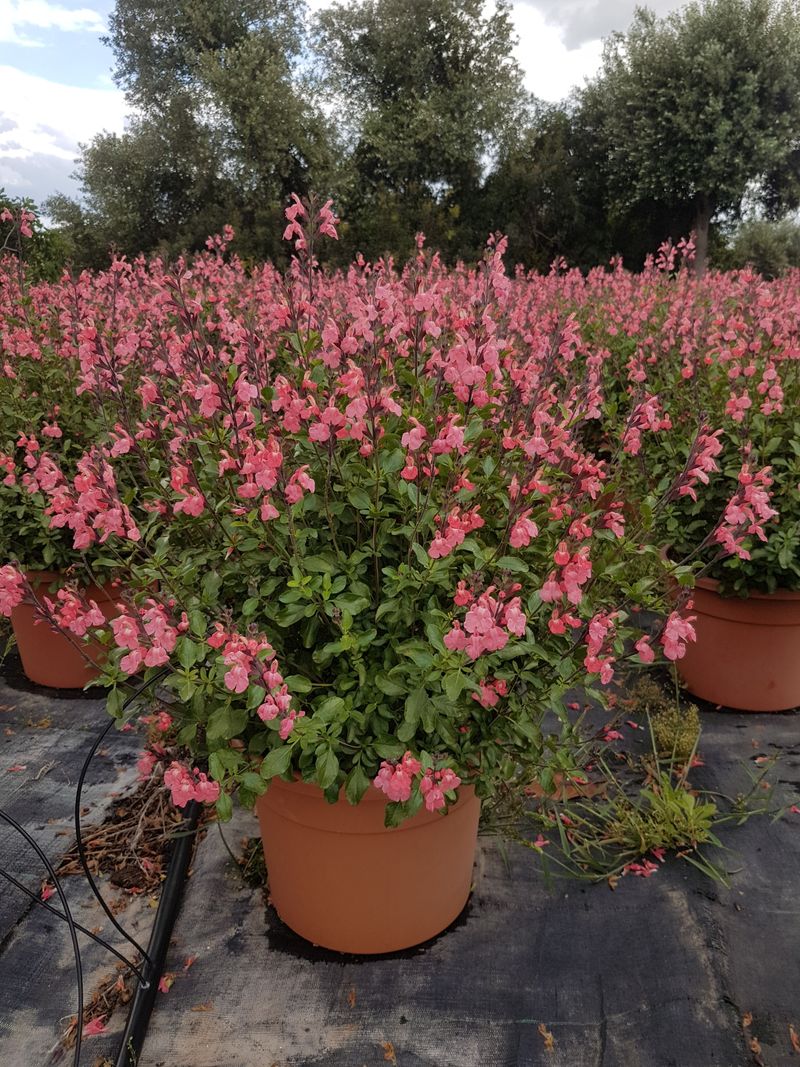 SALVIA x jamensis 'La Siesta'