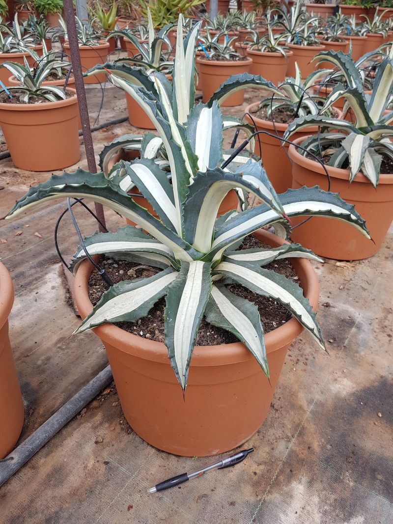 agave mediopicta alba