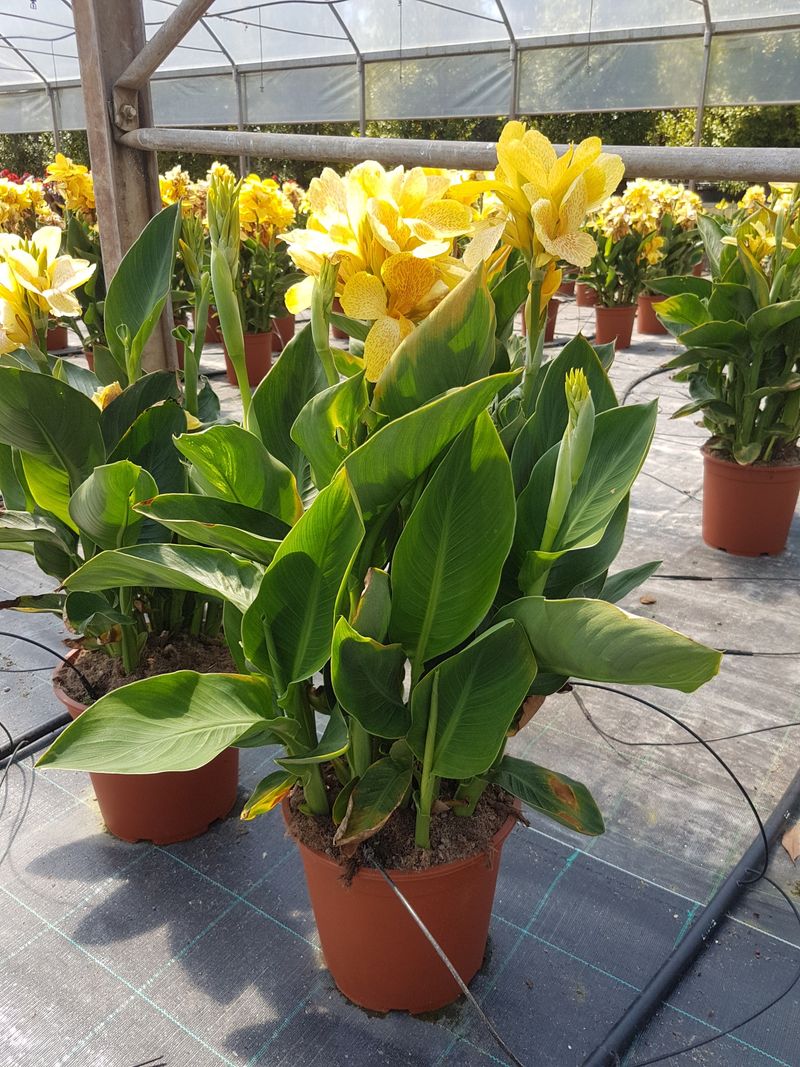 CANNA x generalis 'Tropical Yellow'