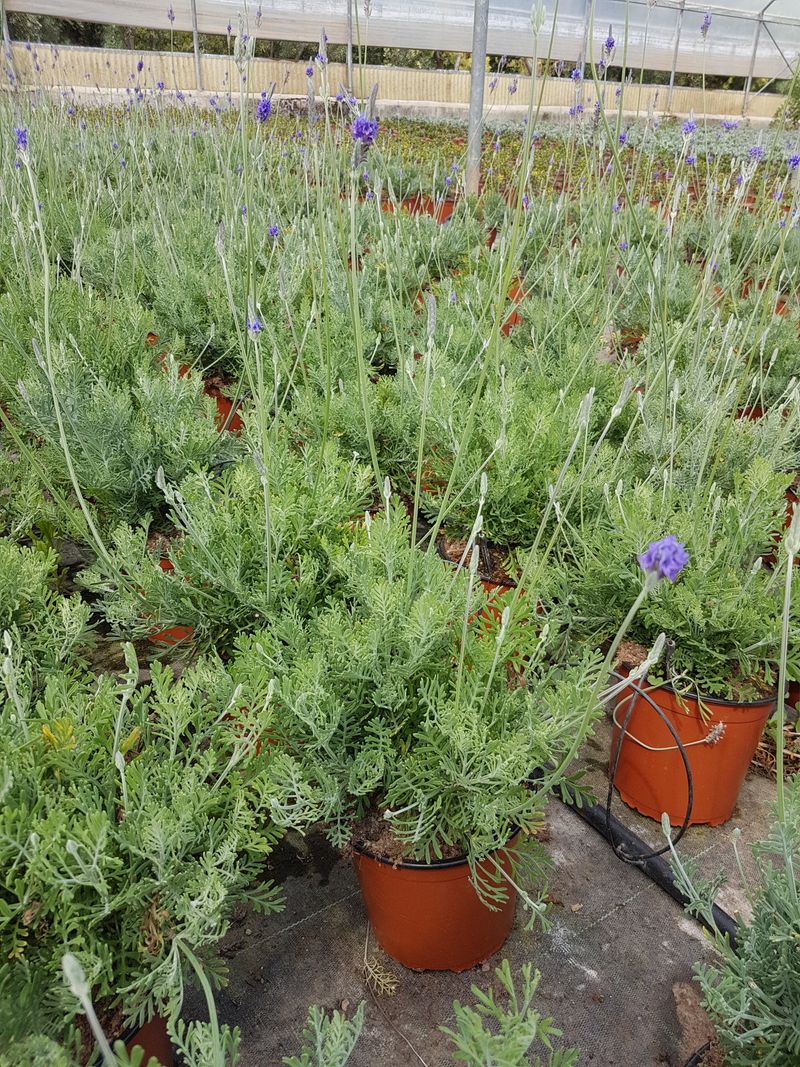 LAVANDULA PINNATA