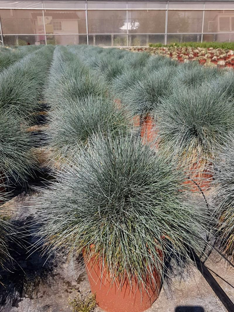 festuca glauca