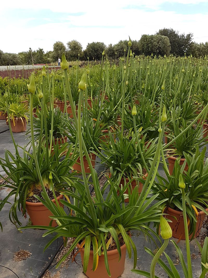 agapanthus umbellatus