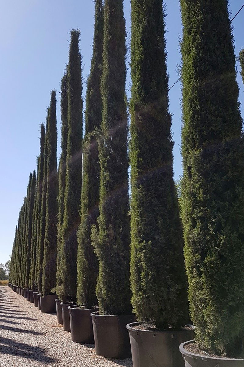 Italian Cypress Trees Export