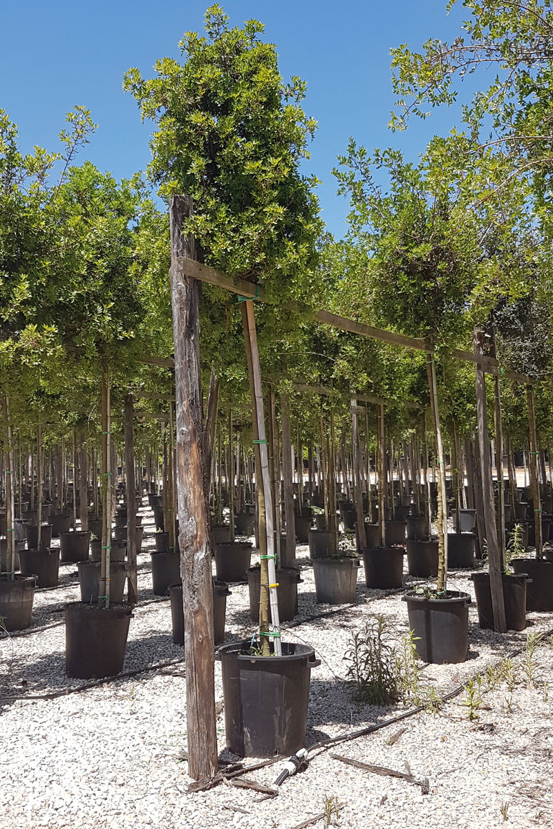 Orange trees export from italy