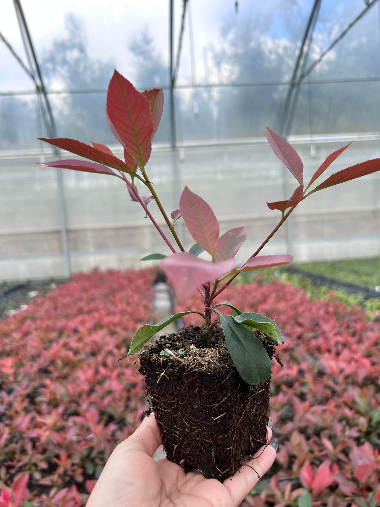 Photinia  fraseri 'Red Robin' | GREEN EXPORT - Plants, Sleeves, Pots,  Substrates