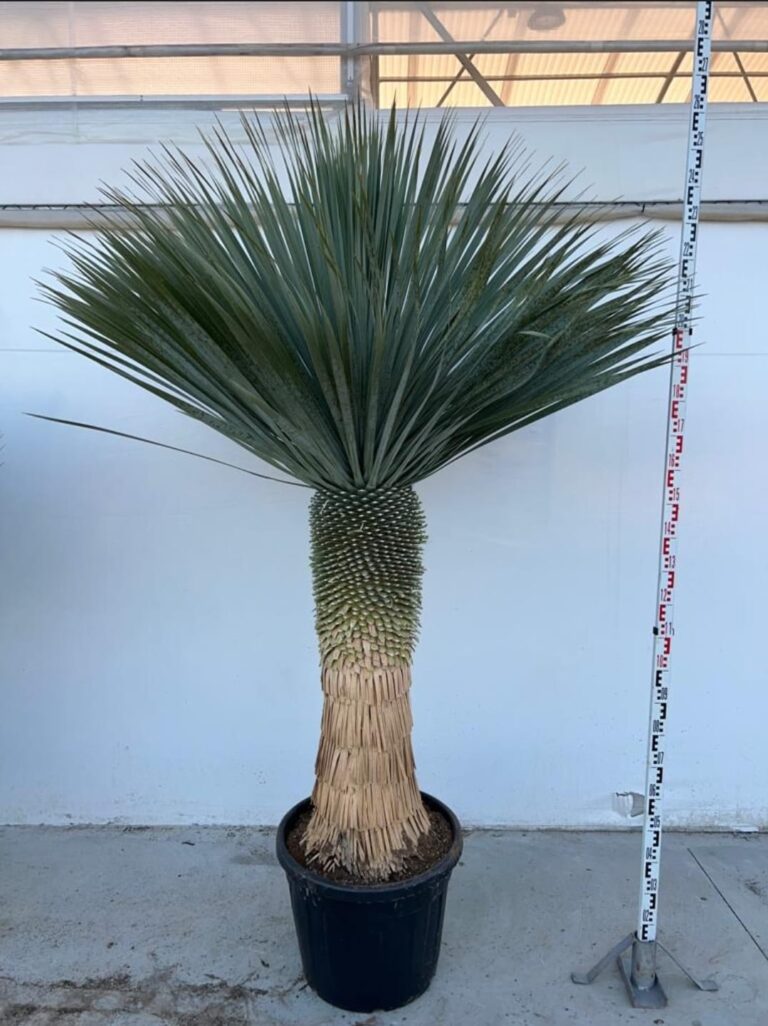 20 semillas de suculentas de Yucca rostrata (Yuca picuda) - Hermosa suculenta azul - Fácil de cultivar - España 20 semillas de suculentas de Yucca rostrata (Yuca picuda) - Hermosa suculenta azul - Fácil de cultivar - España